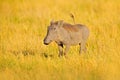 Common warthog, brown wild pig with tusk. Close-up detail of animal in nature habitat. Wildlife nature on African Safari, Kruger Royalty Free Stock Photo