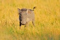 Common warthog, brown wild pig with tusk. Close-up detail of animal in nature habitat. Wildlife nature on African Safari, Kruger Royalty Free Stock Photo