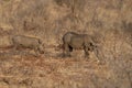 A Common warthog, brown wild pig with tusk. Close-up detail of animal in nature habitat. Wildlife nature on African Safari, Kruger Royalty Free Stock Photo