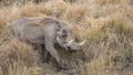 Common Warthog Among Bushes Royalty Free Stock Photo