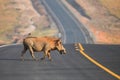 Common warthog Royalty Free Stock Photo