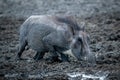 Common warthog crosses muddy waterhole eyeing camera Royalty Free Stock Photo