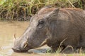 Common warthog drinking water in a muddy pond Royalty Free Stock Photo