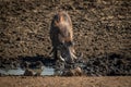Common warthog drinks from muddy rocky waterhole Royalty Free Stock Photo