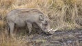 Common Warthog Feeding