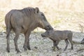 COMMON WARTHOG female and cub in savanna encountered a hot Royalty Free Stock Photo