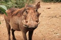 Common warthog, front view