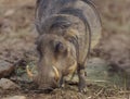 Common Warthog Grazing Royalty Free Stock Photo