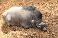 Common warthog on ground