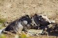 Common warthog havinf a mud bath in Kruger National park