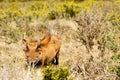 Common warthog hiding between the bushes Royalty Free Stock Photo