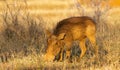 A common warthog isolated in early morning light
