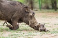 Common warthog and its baby in Kruger National park, South Africa Royalty Free Stock Photo