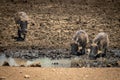 Common warthog joins two others at waterhole