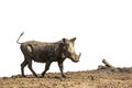 Common warthog in Kruger National park, South Africa