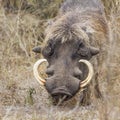 Common warthog in Kruger National park, South Africa