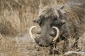 Common warthog in Kruger National park, South Africa