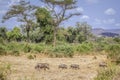 Common warthog in Kruger National park, South Africa