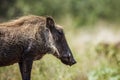 Common warthog in Kruger National park, South Africa Royalty Free Stock Photo