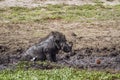 Common warthog in Kruger National park, South Africa