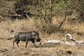 Common warthog in Kruger National park