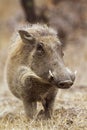 Common warthog in Kruger National park