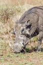 Common warthog in Kruger National park