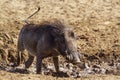 Common warthog in Kruger National park