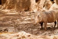 Common warthog Phacochoerus africanus Royalty Free Stock Photo