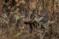 Common Warthog - Phacochoerus africanus Royalty Free Stock Photo