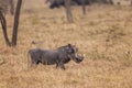 Common Warthog - Phacochoerus africanus Royalty Free Stock Photo