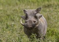 Common warthog Phacochoerus africanus