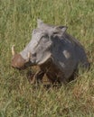 Muddy common warthog Phacochoerus africanus Royalty Free Stock Photo