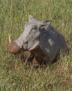 Muddy common warthog Phacochoerus africanus