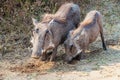 Common warthog or Phacochoerus Africanus digging for food Royalty Free Stock Photo
