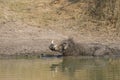 Common warthog Phacochoerus africanus enjoying a mud bath Royalty Free Stock Photo