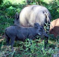 Common warthog (Phacochoerus africanus) foraging among bushes : (pix Sanjiv Shukla) Royalty Free Stock Photo