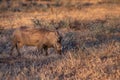 Common warthog (Phacochoerus africanus) grazing on beautiful green grass Royalty Free Stock Photo