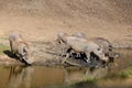 The common warthog Phacochoerus africanus a herd of swine in the water Royalty Free Stock Photo