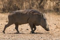 Common Warthog - Phacochoerus africanus Royalty Free Stock Photo