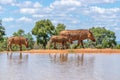 Common warthog  Phacochoerus Africanus mother with two little warthogs at a waterhole, Welgevonden Game Reserve, South Africa. Royalty Free Stock Photo