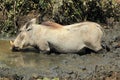Common Warthog Royalty Free Stock Photo