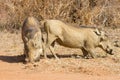 Common warthog Phacochoerus africanus pair closeup Royalty Free Stock Photo