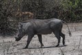 A common Warthog Phacochoerus africanus runs alone through thick bushes Royalty Free Stock Photo