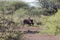 Common warthog Phacochoerus africanus in savanna bushes Royalty Free Stock Photo