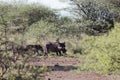 Common warthog Phacochoerus africanus in savanna bushes Royalty Free Stock Photo