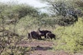 Common warthog Phacochoerus africanus in savanna bushes Royalty Free Stock Photo