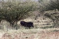 Common warthog Phacochoerus africanus in savanna bushes Royalty Free Stock Photo