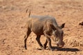 Common warthog [phacochoerus africanus] in southern Africa Royalty Free Stock Photo