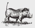 Common warthog phacochoerus africanus standing in a grassland